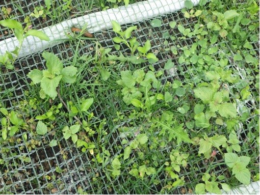 同時期、鹿嫌ーズ配合植生状況。配合に含まれている洋芝以外は食害がありませんでした。