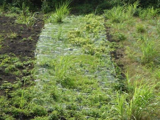 三か月後植生状況（向かって左側が通常配合、右側が鹿嫌ーズ配合）。鹿嫌ーズ配合種子が順調に生育しており緑化面積を保つことができています。