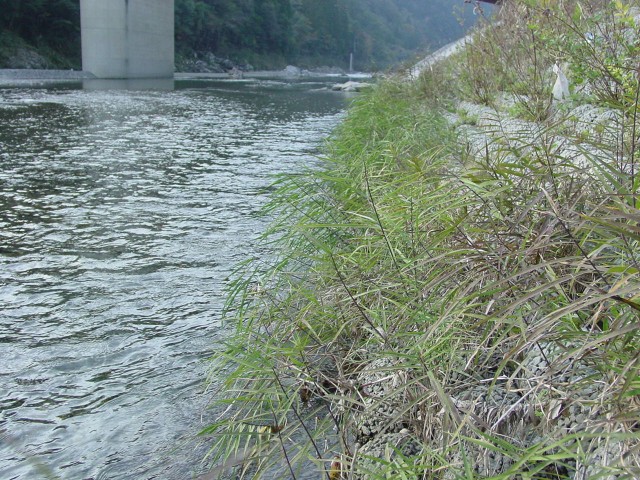 一体型ポラカブル：やすらぎ（小丸川）.JPG