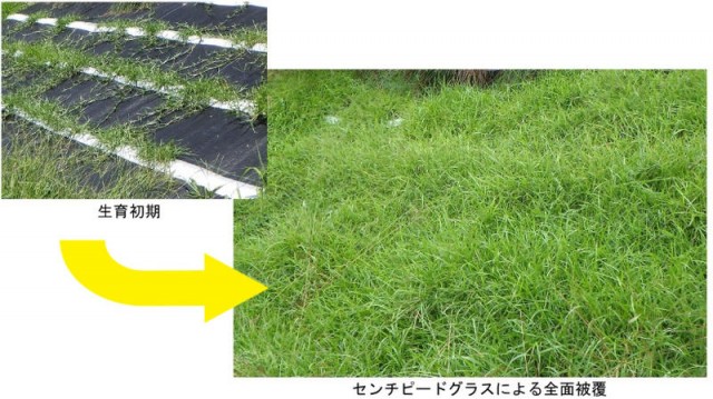イジゲンシートの導入植物はセンチピードグラス。草丈の低い暖地型多年草で、ほふく茎で斜面を覆う。耐暑性に優れるが耐寒性はやや弱い。アレロパシー効果で雑草抑制効果が高い。
