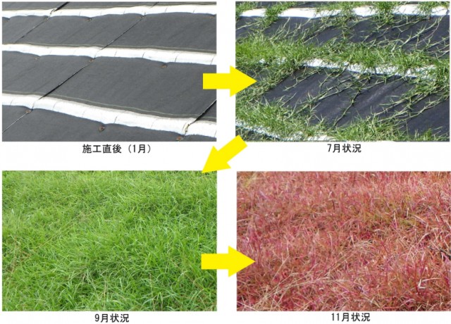 イジゲンシート工の被覆推移について。センチピードグラスが生育するまでは、防草シートにより雑草の生育が抑えられる（施工直後から7月の状況）。センチピードグラスが生育してからは、アレロパシー効果により防草効果が期待できる（9月以降の状況）。また、防草シートが経年劣化してもセンチピードグラスにより防草効果が持続する。