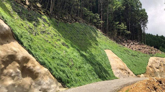 施工後5か月経過時の状況。植生が安定的に定着し、のり面保護効果が確認されている。